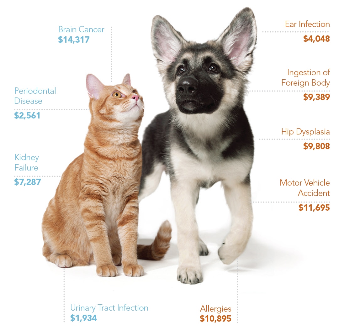 Truly affordable pet insurance facts